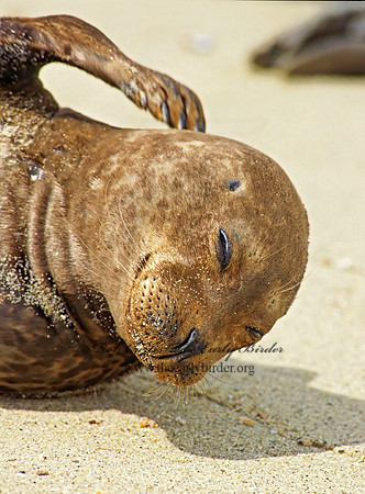 Mirounga angustirostris  NORTHERN ELEPHANT SEAL 114528z