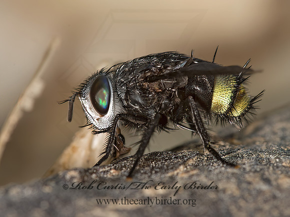 Belvosia bifasciata  2-BANDED TACHINID FLY 9048847z