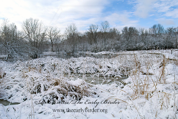 North Park Village NC  WINTER MARSH 6018852z