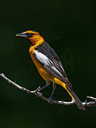 Icterus bullockii  BULLOCK'S ORIOLE 3033092z