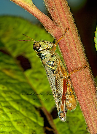 Melanoplus femurrubrum  RED-LEGGED GRASSHOPPER 116509z