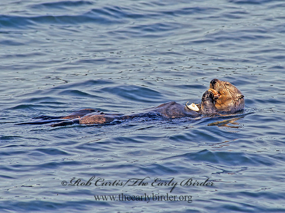 Enhydra lutris kenyoni  NORTHERN SEA OTTER 225203 z