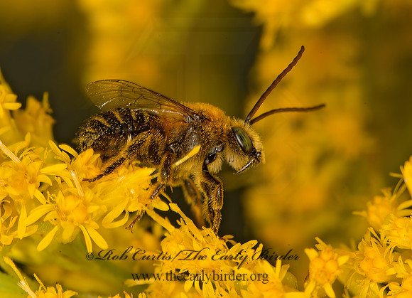 Melissodes�trinodis~  LONG-HORNED BEE 9053391z