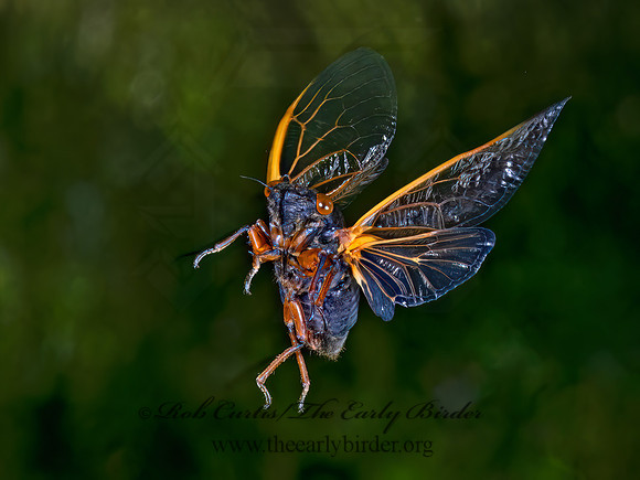 Magicicada cassinii CASSIN'S CICADA 9089313z