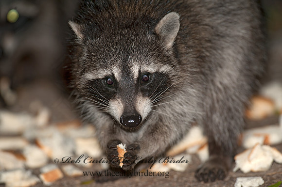 Procyon lotor  RACCOON 8033425 z