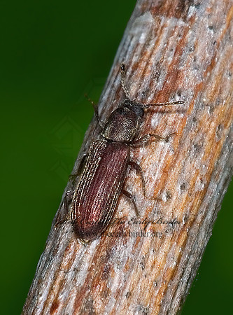 Lyctus  POWDER POST BEETLE 6007303z