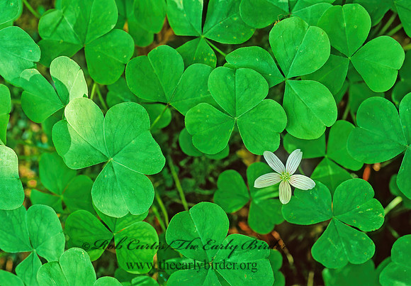 Oxalis montana~  WOOD SORREL 150017z