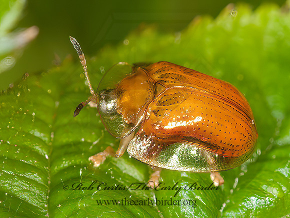 Charidotella purpurata  ORANGE TORTOISE BEETLE 3013160z