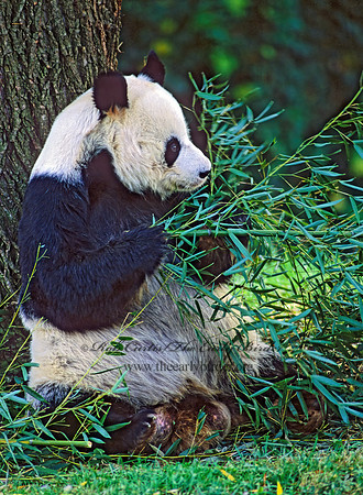 Ailuropoda melanoleuca  GIANT PANDA 159533-1z