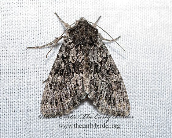 Noctuidae OWLET MOTH  3025230z