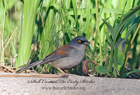 Junco phaeonotus  YELLOW-EYED JUNCO 6026890z