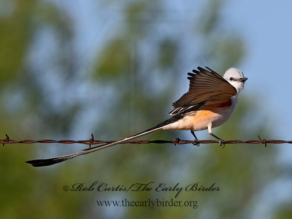 Tyrannus forficatus  SCISSOR-TAILED FLYCATCHER 3033983z