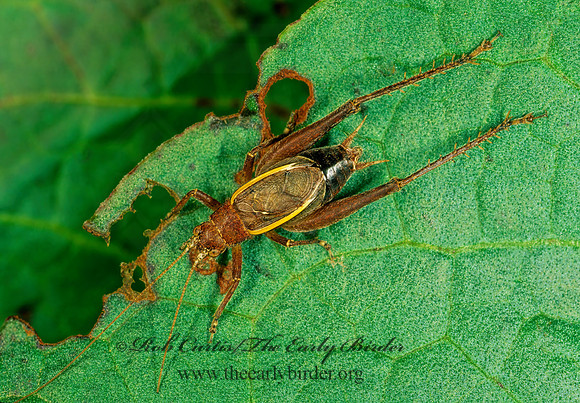 Hapithus agitator 183617z