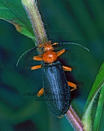 Neopyrochroa flabellata 154703 z