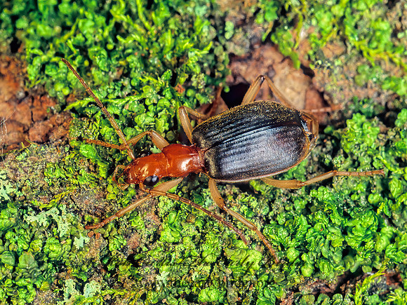Brachinus adustipennis 174934z