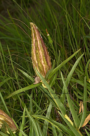 Asclepias asperula capricornu  ANTELOPE HORNS 3035750-z