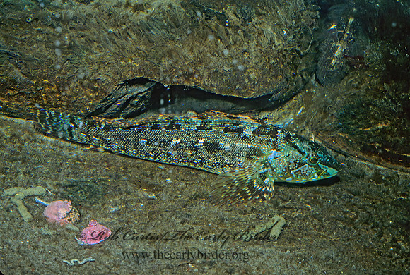 Hexagrammos octogrammus  MASKED GREENLING 221935z