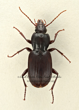 Pterostichus tristis 9017353z