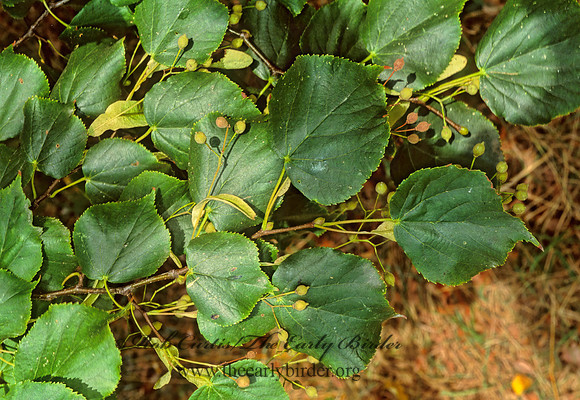 Tilia cordata  LINDEN 244736z