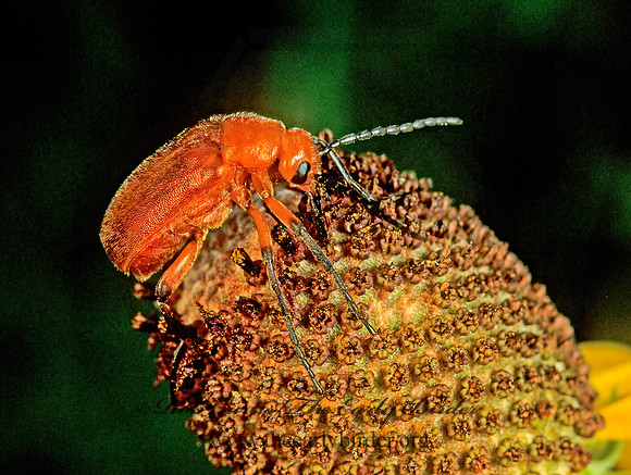 Zonitis vittigera 178318z