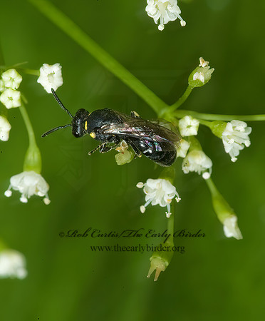 Hylaeus (Prosopis) modestus 5008784z