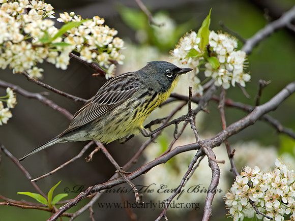 Setophaga kirtlandii  KIRTLAND'S WARBLER 9030492z