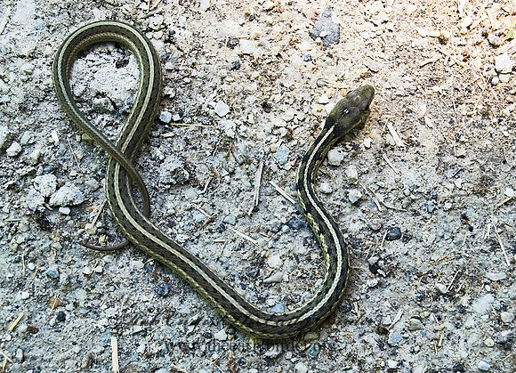 Thamnophis sirtalis  EASTERN GARTER SNAKE 8014123z