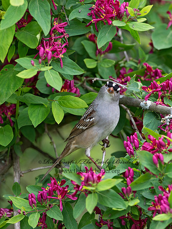 Zonotrichia leucophrys  WHITE-CROWNED SPARROW 9045426z