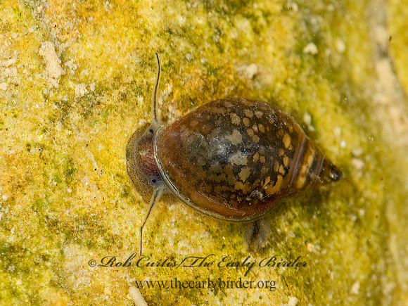 Physella acuta PHYSID SNAIL 6022257z