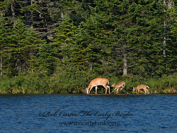 Odocoileus virginianus  WHITE-TAILED DEER 9036339z
