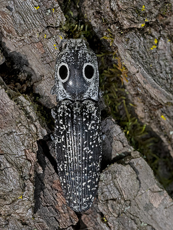 Alaus oculatus EYED ELATER 3043652z