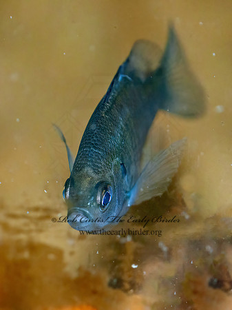 Lepomis macrochirus  BLUEGILL 3016841z