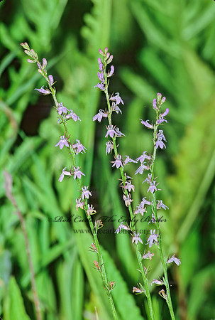 Lobelia spicata  PALE SPIKED LOBELIA 290932z