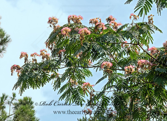 Albizia julibrissin  PERSIAN SILK TREE 3041308z