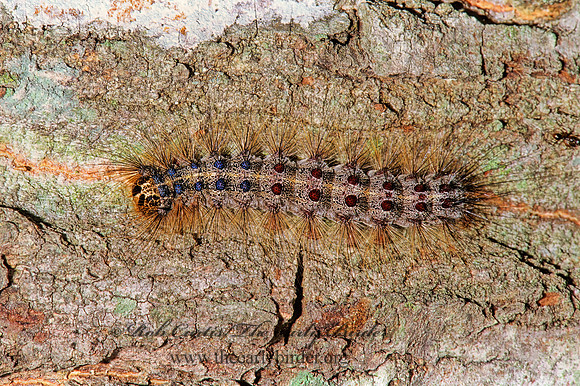 Lymantria dispar GYPSY MOTH 268025z