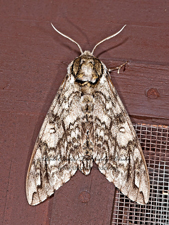 Ceratomia undulosa  WAVED SPHINX 8034194z
