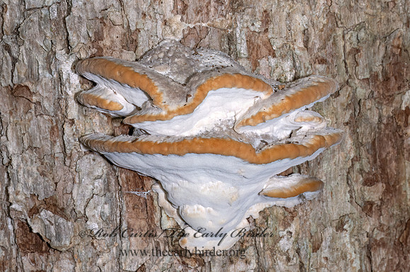 Fomitopsis spraguei GREEN CHEESE MUSHROOM 9090005z