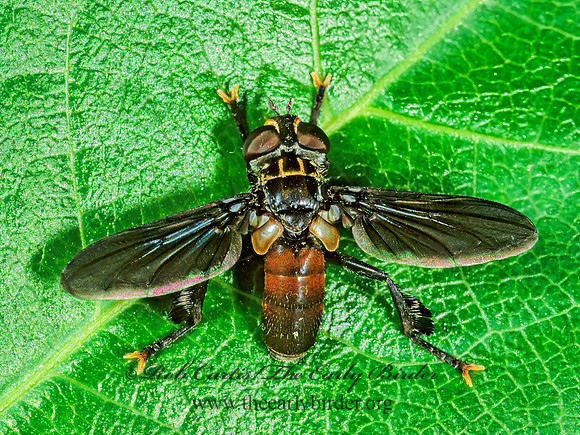 Trichopoda,Galactomyia  PHASIINAE TACHINID FLY 1115507z