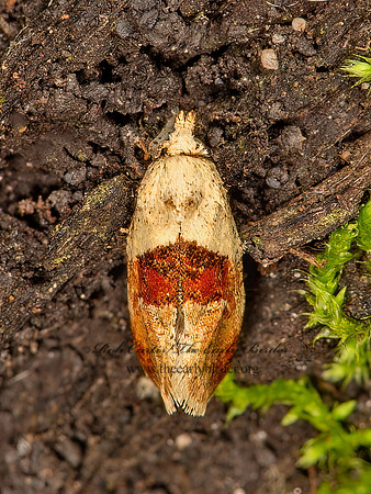 Phalonidia lepidana  BROWN-PATCHED PHALONIDIA 9066507z