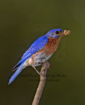 Sialia sialis  EASTERN BLUEBIRD 236929z