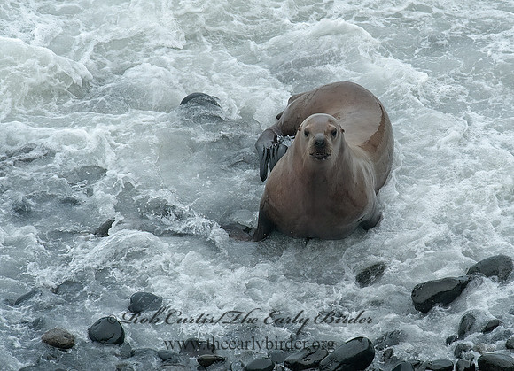Zalophus californianus  CALIFORNIA SEA LION 8019617z