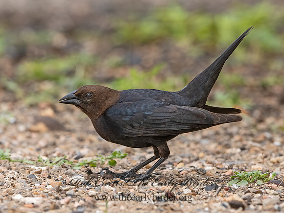 Molothrus ater  BROWN-HEADED COWBIRD 3032624z