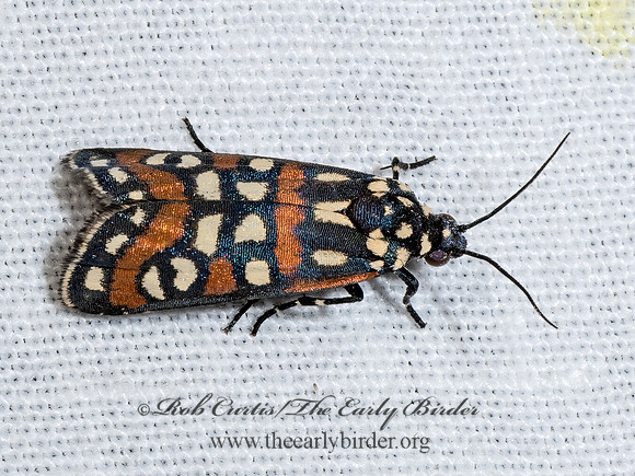 Cydosia aurivitta  STRAIGHT-LINE CYDOSIA 3039248z