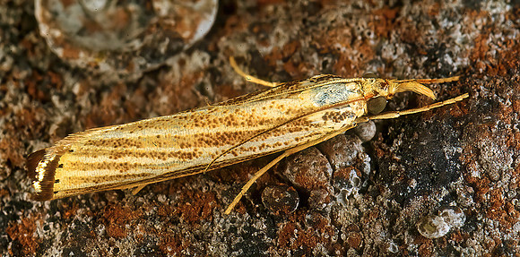 Thaumatopsis near edonis CRAMBINAE CRAMBID MOTH 278219z