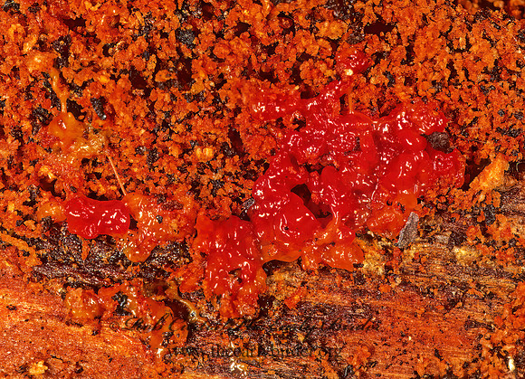 Myxogastria  SLIME MOLD 237218z