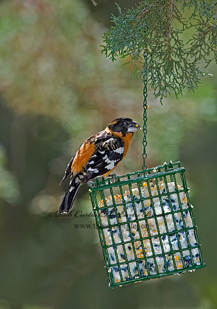 Pheucticus melanocephalus  BLACK HEADED GROSBEAK 5006137z