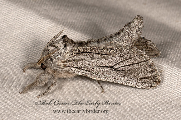Inguromorpha itzalana COSSID MOTH 3037926z
