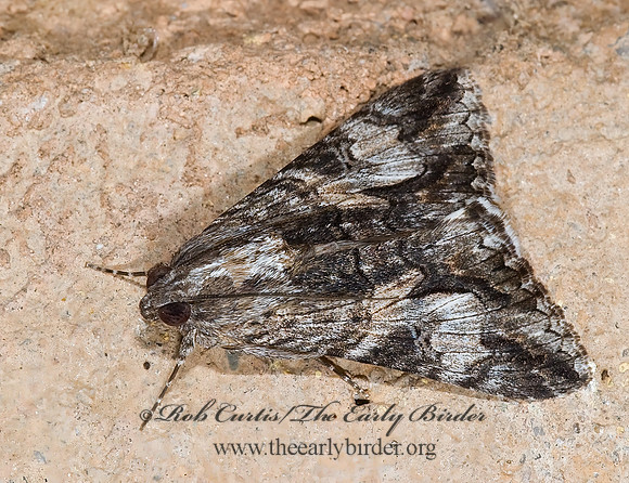Melipotis jucunda  MERRY MELIPOTIS MOTH 6025127 z