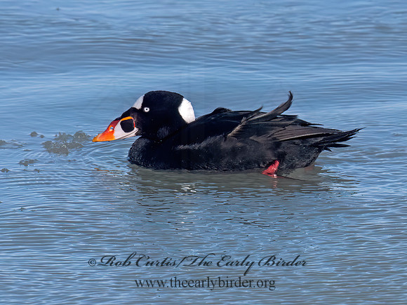 Melanitta perspicillata SURF SCOTER 9093067z
