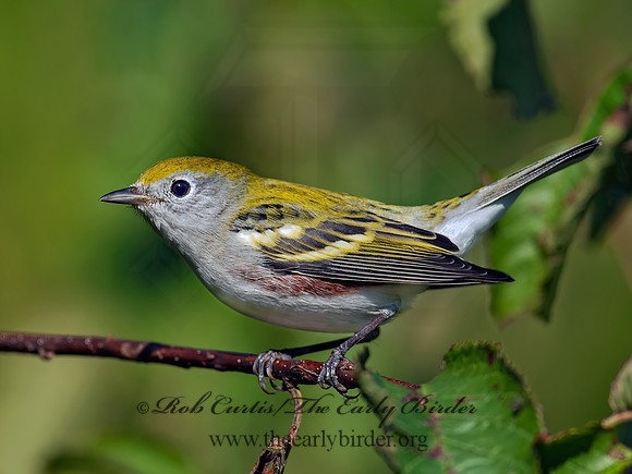 Setophaga pennsylvanica  CHESTNUT-SIDED WARBLER 8026757z